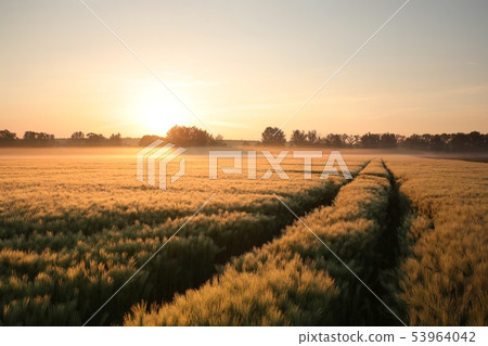 Sunrise over a field of wheat 53964042