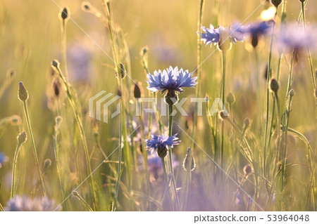 Cornflower in the field at dusk Cornflower in the field at dusk 53964048