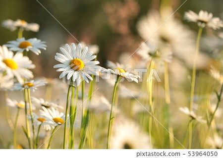 Daisies on a spring meadow at sunset 53964050