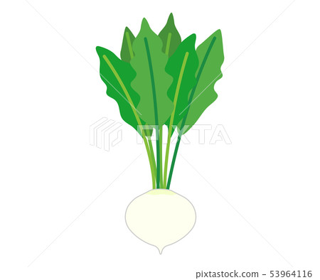 turnip 53964116