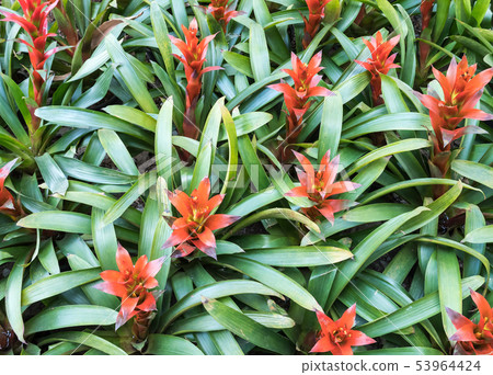 Closeup of the blooming bromeliad. 53964424