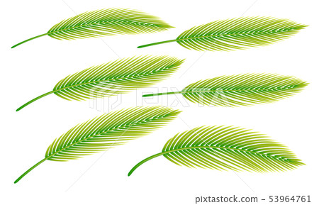 Palm leaves set of isolated on light background. Palm leaves set of isolated on light background. 53964761