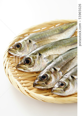 Small horsebeam 53965026