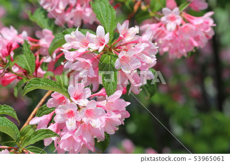 Weigela Weigela 53965061