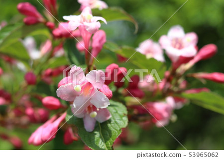 Weigela 53965062
