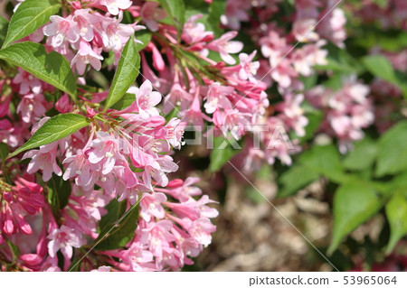 Weigela 53965064