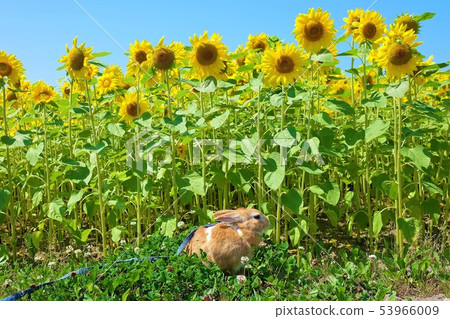 A rabbit walk in the sunflower field 53966009