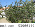 Olive tree 53966149