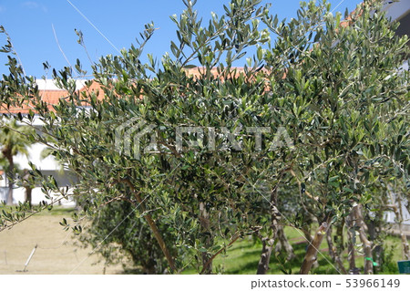 Olive tree 53966149