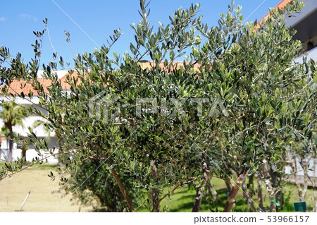Olive tree 53966157