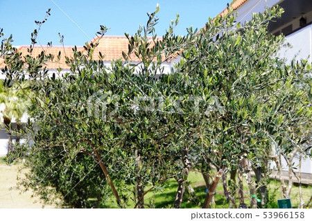 Olive tree 53966158