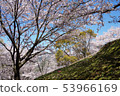 Cherry blossoms (Kantou Park) 53966169