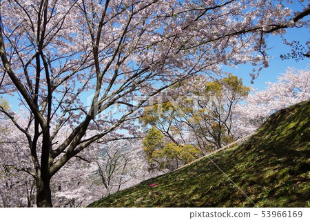 Cherry blossoms (Kantou Park) Cherry blossoms (Kantou Park) 53966169