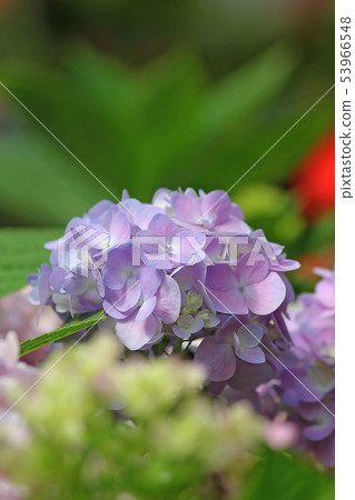 Purple hydrangea, beautiful in nature 53966548