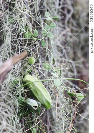 Tillandsia usneoides in nature Tillandsia usneoides in nature 53966549