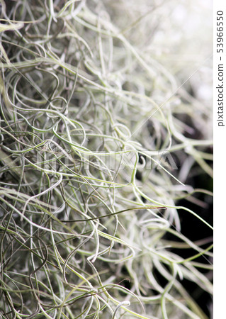 Tillandsia usneoides in nature Tillandsia usneoides in nature 53966550