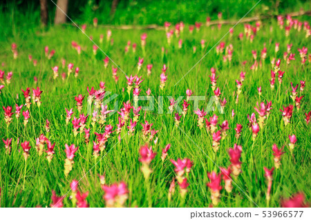Curcuma sessilis pink is blooming in the rainy sea 53966577