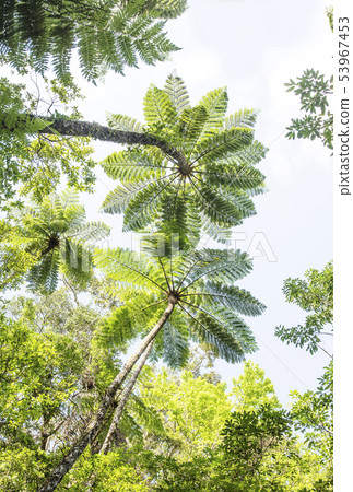 Amami Oshima Kinsakubara Primary Forest Subtropical Forest Primitive Forest Amami's Sky 53967453