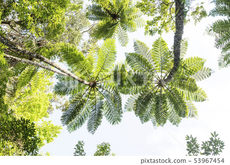 Amami Oshima Kinsakuhara primeval forest Subtropical forest Primitive forest Fresh green lizard hego Amami Oshima Kinsakuhara primeval forest Subtropical forest Primitive forest Fresh green lizard hego 53967454