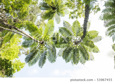 Amami Oshima Kinsakubara Primary Forest Subtropical Forest Primitive Forest Amami's Sky Amami Oshima Kinsakubara Primary Forest Subtropical Forest Primitive Forest Amami's Sky 53967455