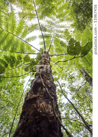 奄美大島Kinsakuhara原始森林亞熱帶森林原始森林新鮮綠蜥蜴hego 奄美大島Kinsakuhara原始森林亞熱帶森林原始森林新鮮綠蜥蜴hego 53967456