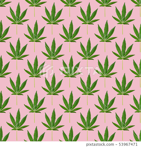 Hemp or cannabis leaves seamless pattern.  53967471