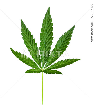 Cannabis leaf isolated on white. Hemp leaf closeup 53967472