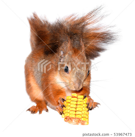 Squirrel eating corn isolated on white background. 53967473