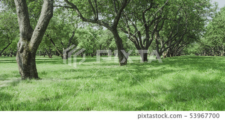 Old apple trees in the morning. Summer landscape 53967700