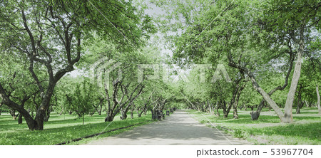 Alley in an old apple garden. Landscape for travel Alley in an old apple garden. Landscape for travel 53967704