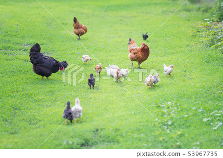 Poultry yard with chickens Poultry yard with chickens 53967735