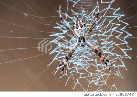 weaver spider preparing its eggs in its web, macro weaver spider preparing its eggs in its web, macro 53968747