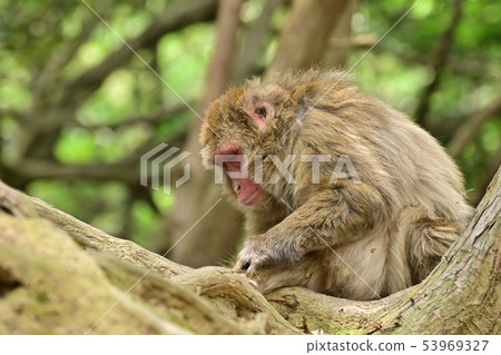 Japanese macaque sleeping on a tree Arashiyama Monkey Park Iwatayama Japanese macaque sleeping on a tree Arashiyama Monkey Park Iwatayama 53969327