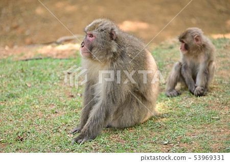 Japanese macaques 53969331
