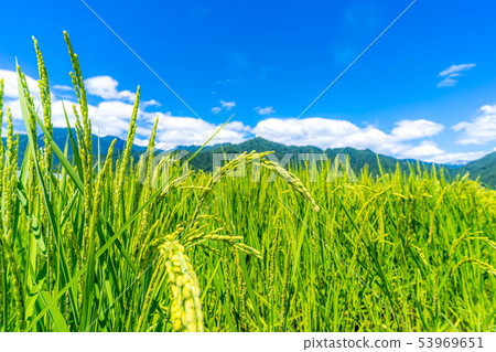 Rice Deho Early Autumn [Nagano Prefecture] 53969651