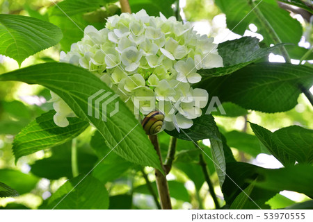 池田市Kuya寺繡球花和蝸牛 53970555