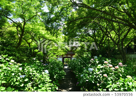Ikeda-shi Kuya-ji Temple Hydrangea approach and blue maple Ikeda-shi Kuya-ji Temple Hydrangea approach and blue maple 53970556