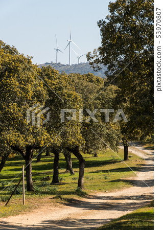 Windmills of the Sierra del Merengue wind farm seen between the tops of the holm oaks near Plasencia 53970807
