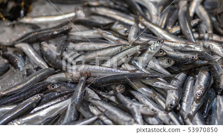 Fishes in a market in Costa Brava in Spain 53970850