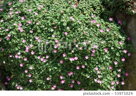 Erodium · Barrierville 53971024