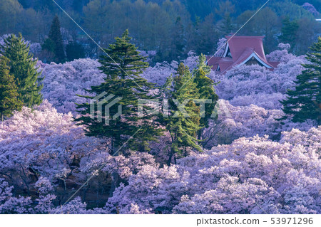 Sakura in Takato Joshi Park Ina City, Nagano Prefecture Sakura in Takato Joshi Park Ina City, Nagano Prefecture 53971296