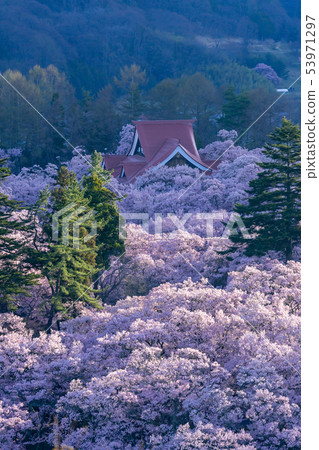 在長野縣高田喬希公園伊那市的櫻花 照片素材 圖片 圖庫