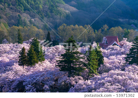 Sakura in Takato Joshi Park Ina City, Nagano Prefecture Sakura in Takato Joshi Park Ina City, Nagano Prefecture 53971302