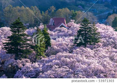 在長野縣高田喬希公園伊那市的櫻花 照片素材 圖片 圖庫