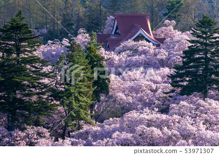 在長野縣高田喬希公園伊那市的櫻花 照片素材 圖片 圖庫