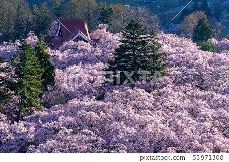 Sakura in Takato Joshi Park Ina City, Nagano Prefecture 53971308