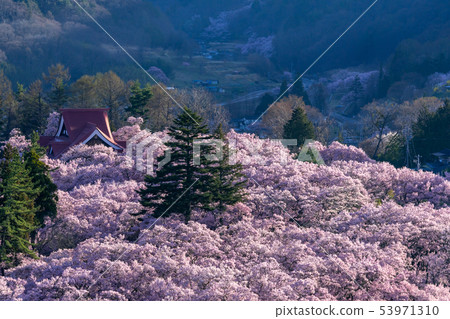 在長野縣高田喬希公園伊那市的櫻花 照片素材 圖片 圖庫 在長野縣高田喬希公園伊那市的櫻花 照片素材 圖片 圖庫