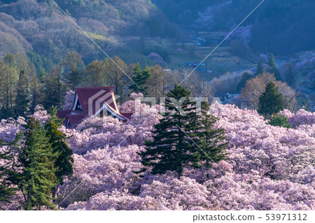 Sakura in Takato Joshi Park Ina City, Nagano Prefecture 53971312