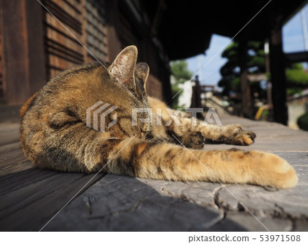 小睡的Quizzila貓 53971508