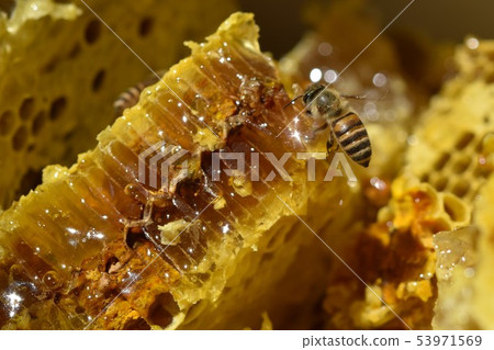 Honeycomb close-up material background right after taking out from bee box 53971569
